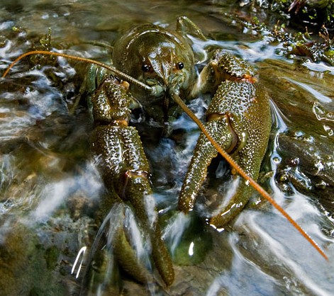 Austropotamobius pallipes